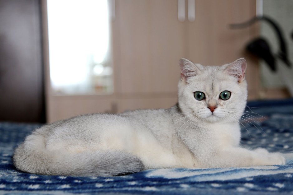 Британская кошка Золотая шиншилла