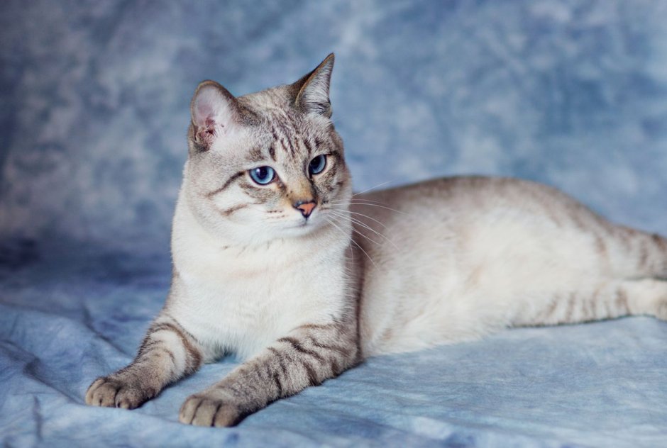 Персидская шиншилла