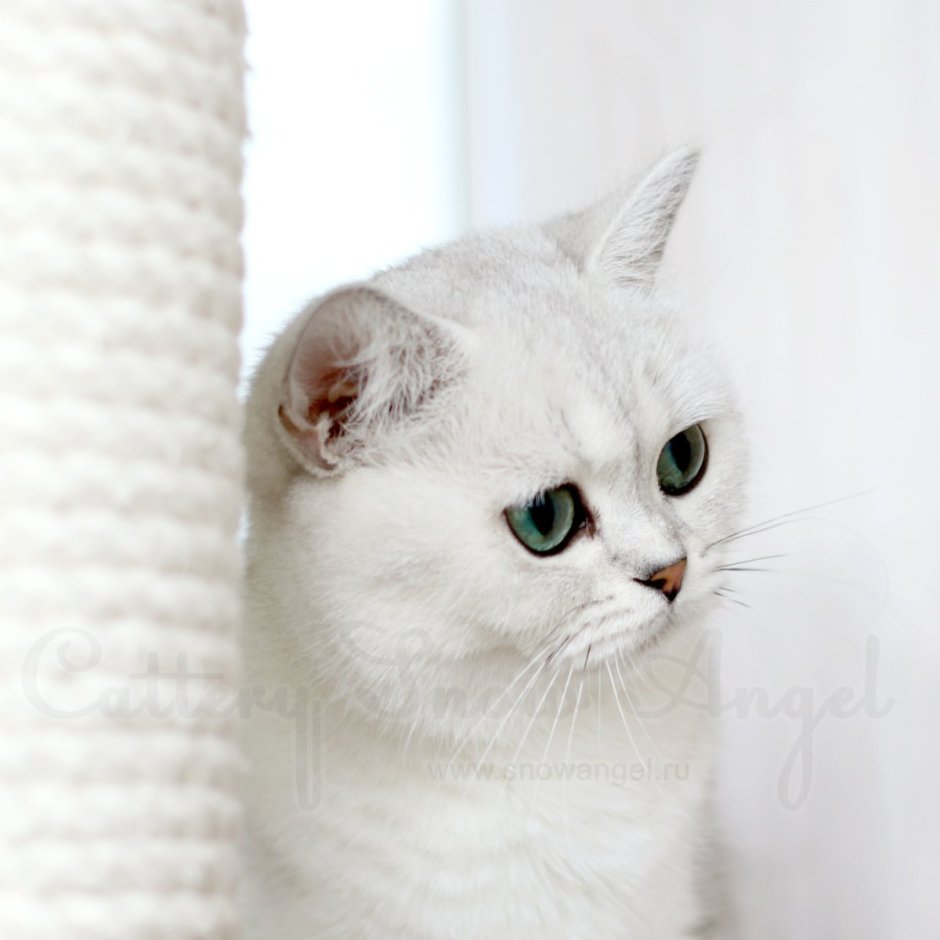 Бурмилла короткошерстная