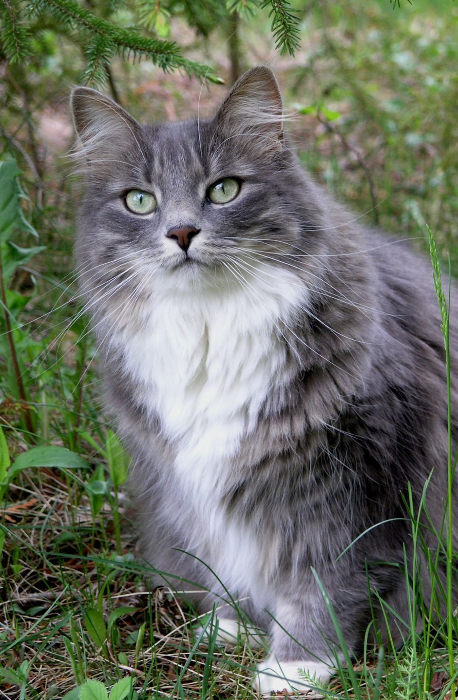 Сибирский кот серый