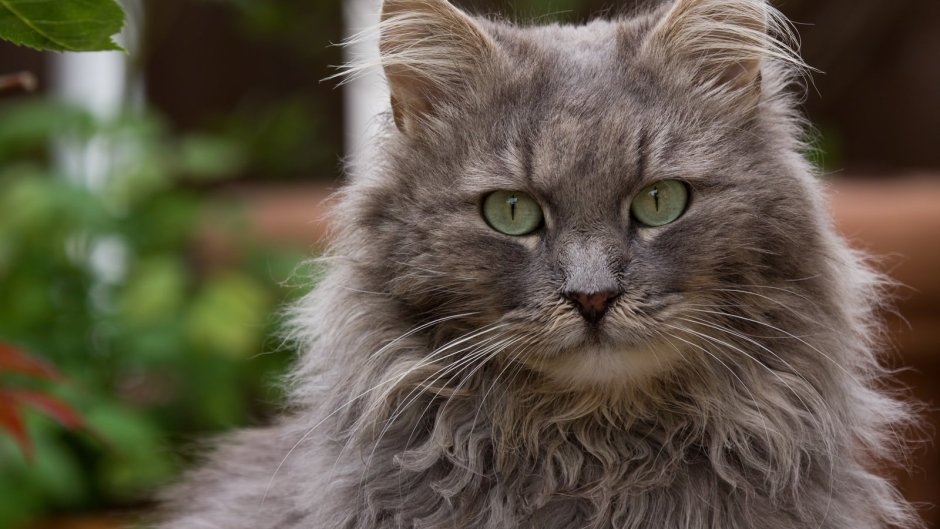 Сибирский длинношерстный кот