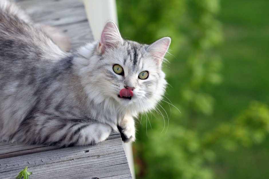 Красивые коты