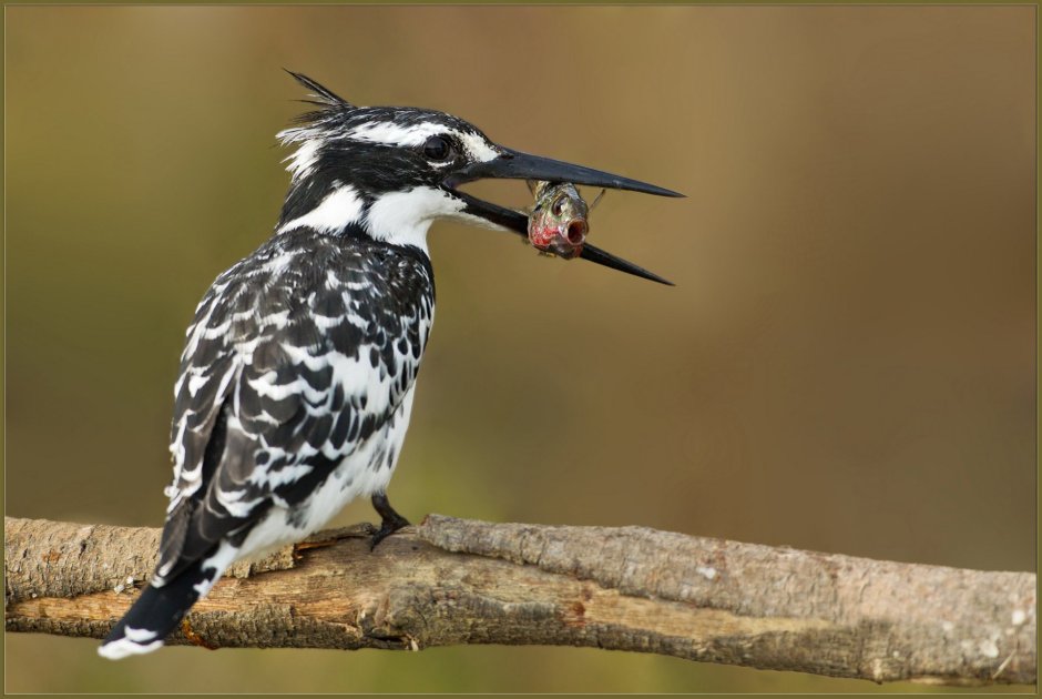 Пестрая птица