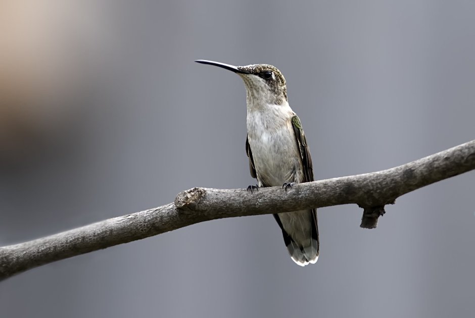 Небольшая птичка с длинным клювом