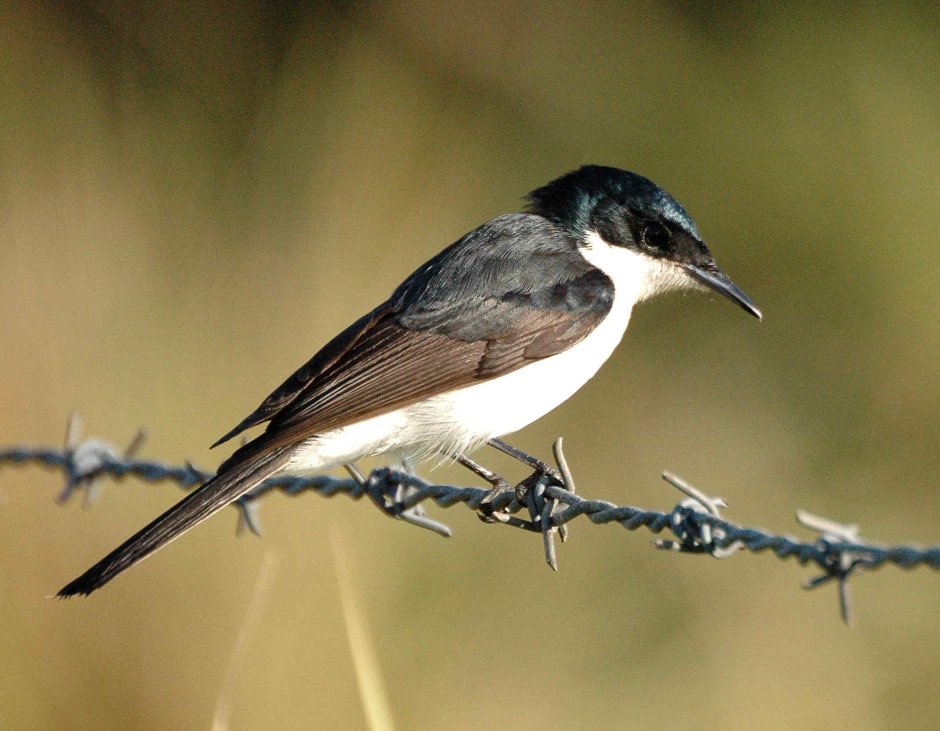 Птичка с белой грудкой и длинным клювом