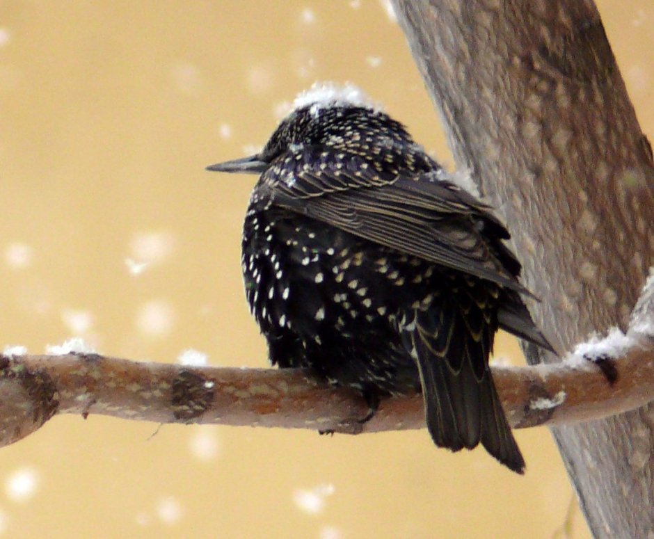 Дрозд чёрный в крапинку
