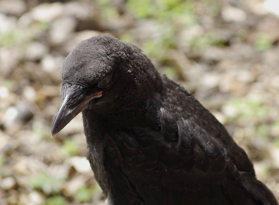 Маленькая черная птица с черным клювом