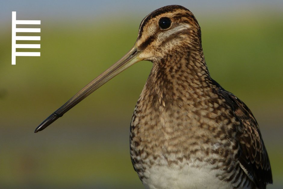 Вальдшнеп кроншнеп Бекас