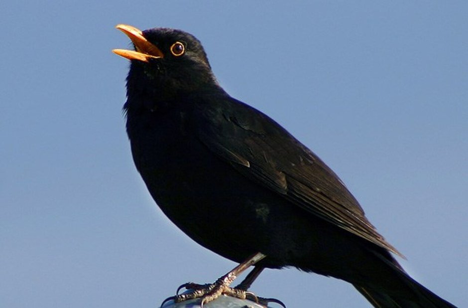 Маленькая черная птичка с черным клювом