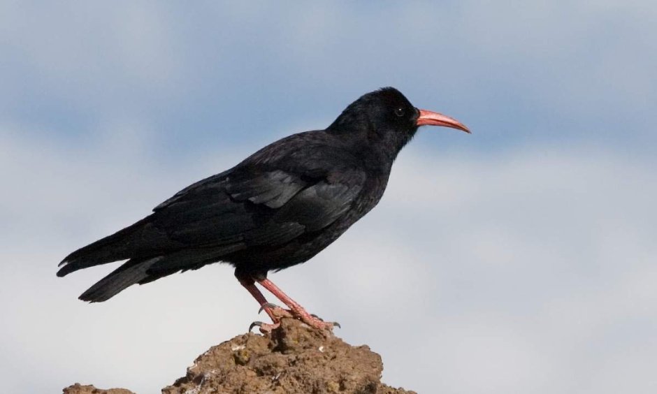 Красноклювая клушица