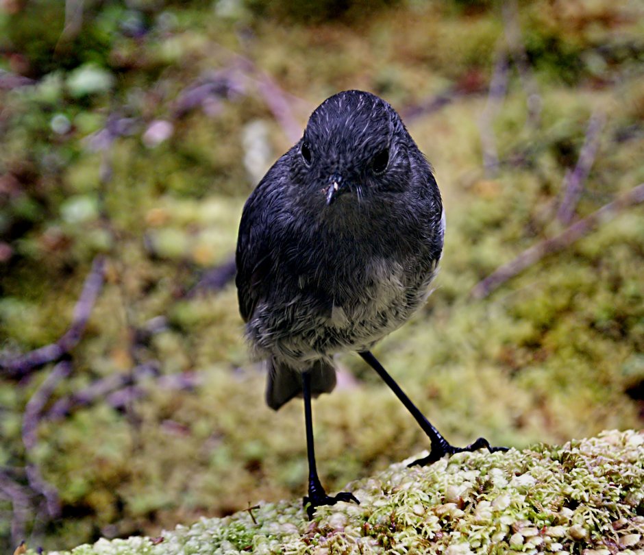 Маленькая черная птичка с длинным клювом