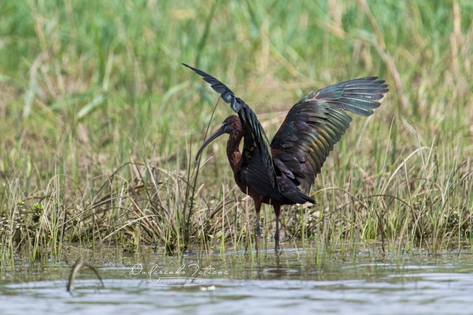 Черная Каравайка