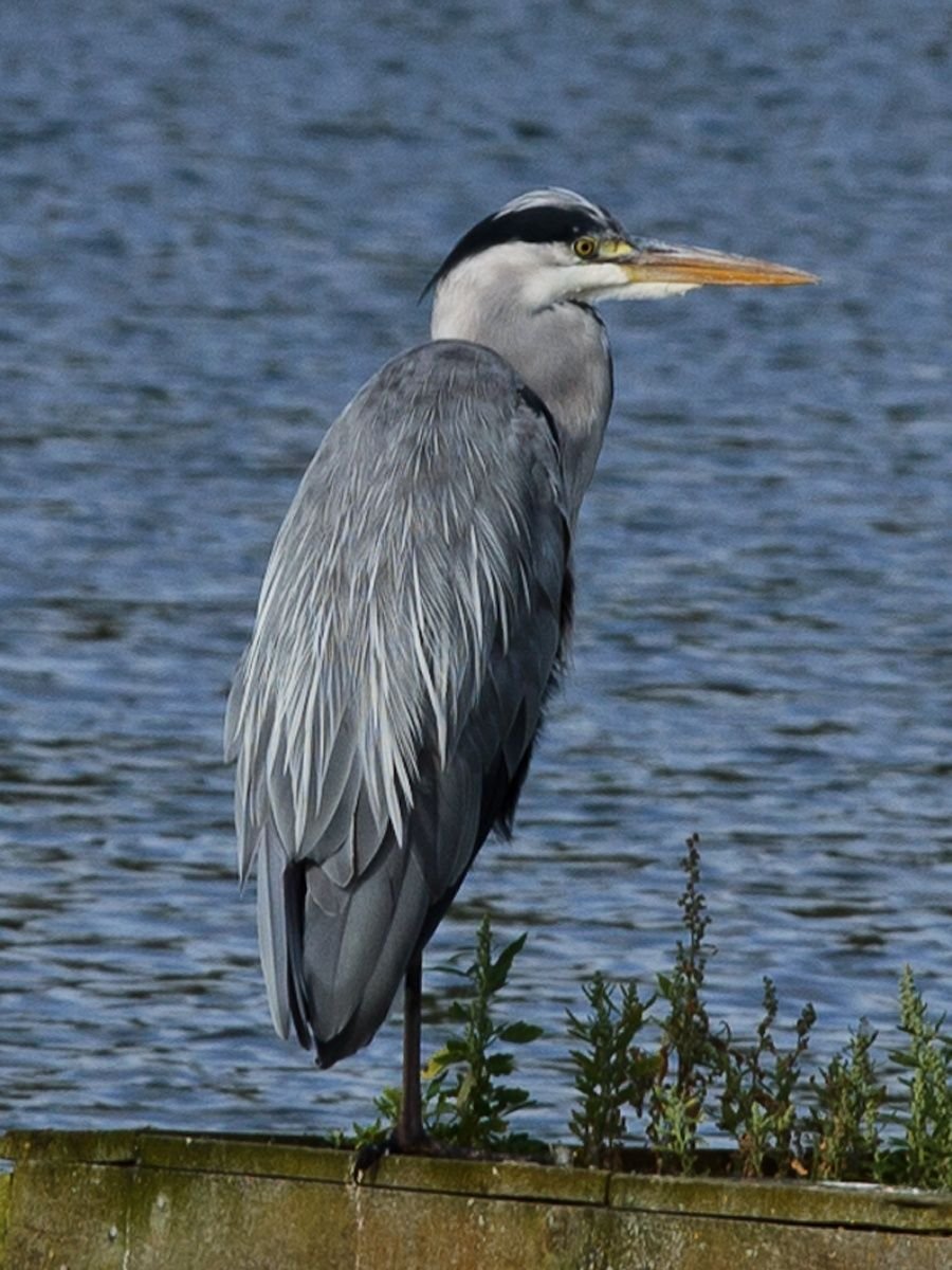 Птица серая цапля