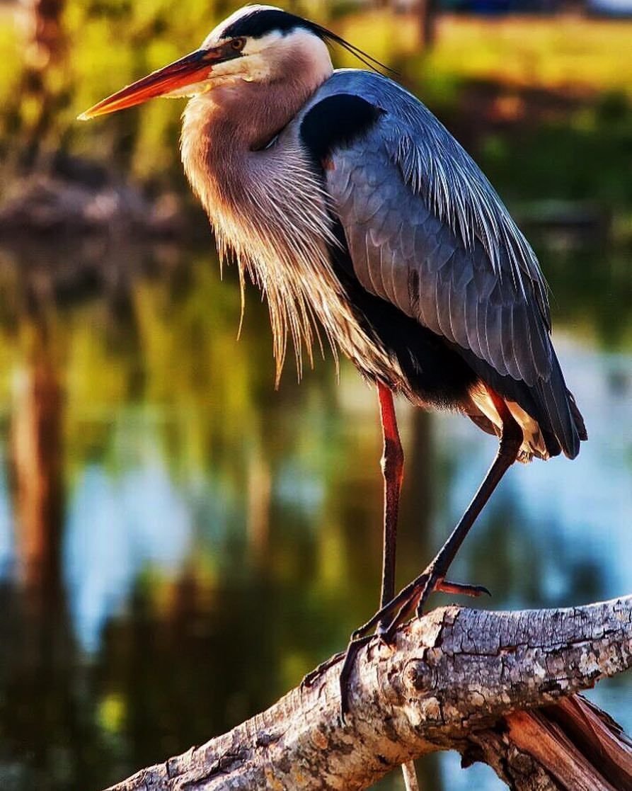 Цапля Байкальская