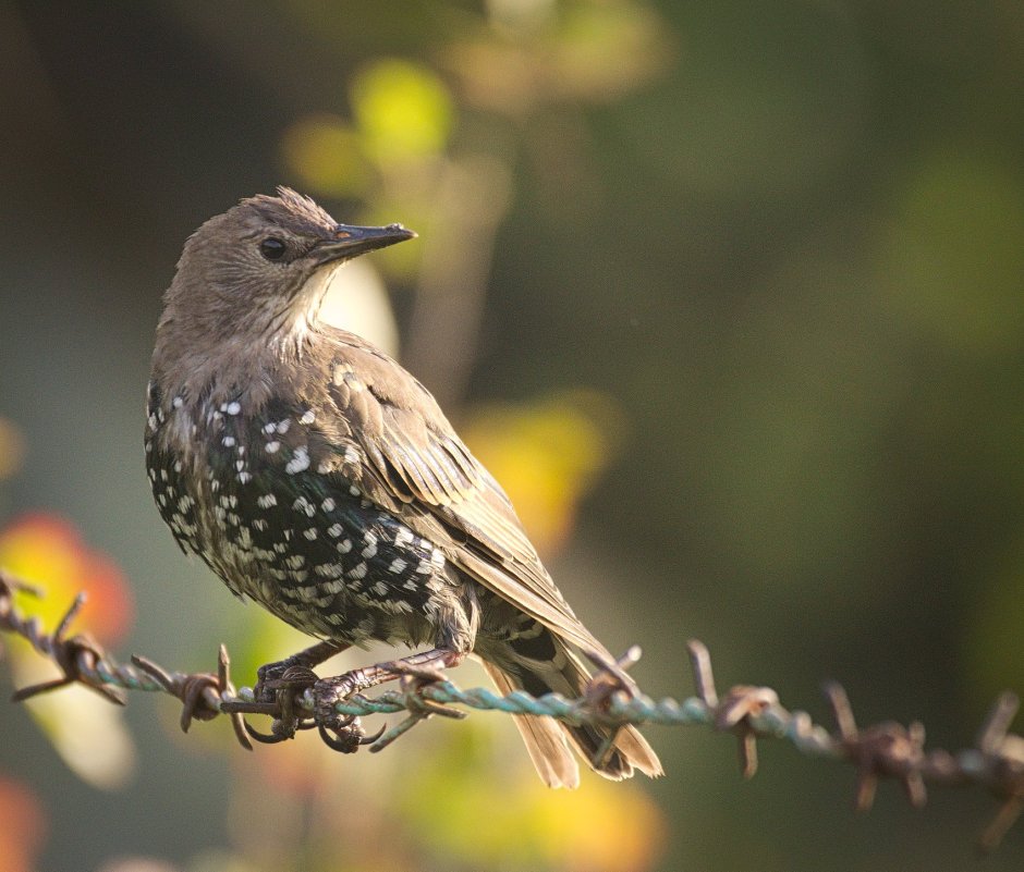 Common Starling