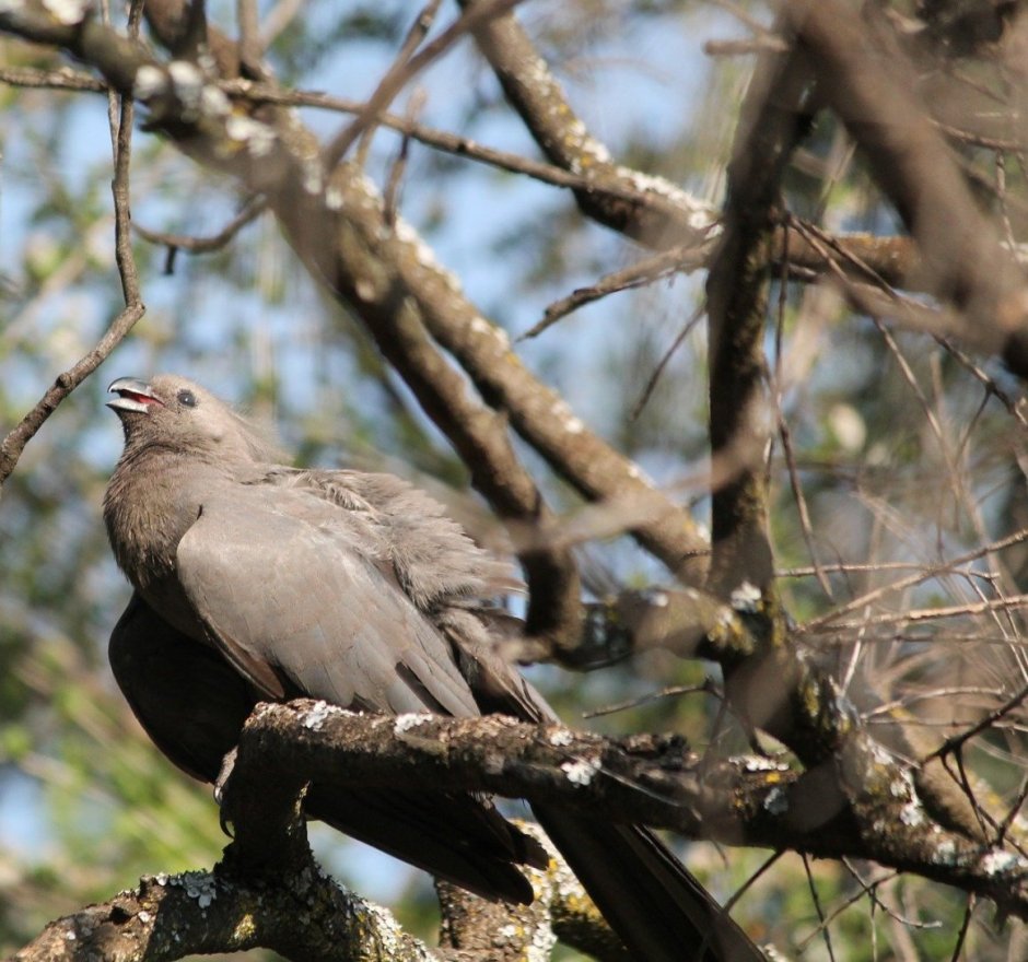 Серо-коричневая птица