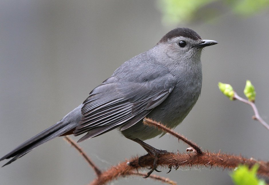 Grey Catbird