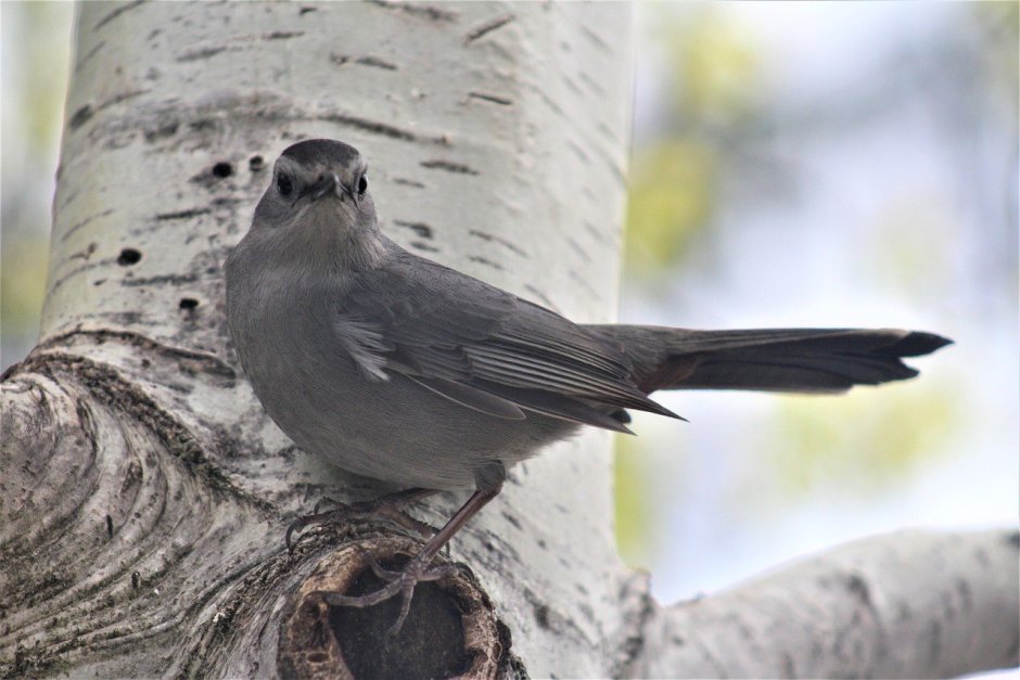 Большая серая птица