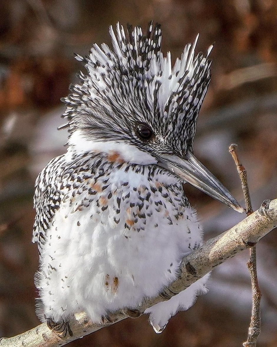 Пегий Зимородок
