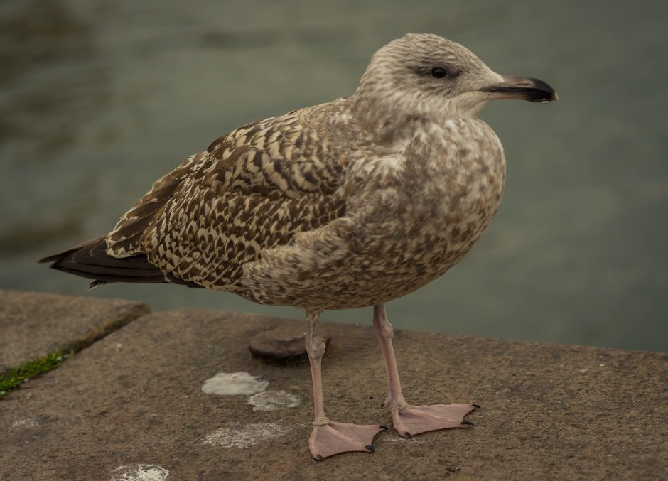 Чайка пятнистая Рябая