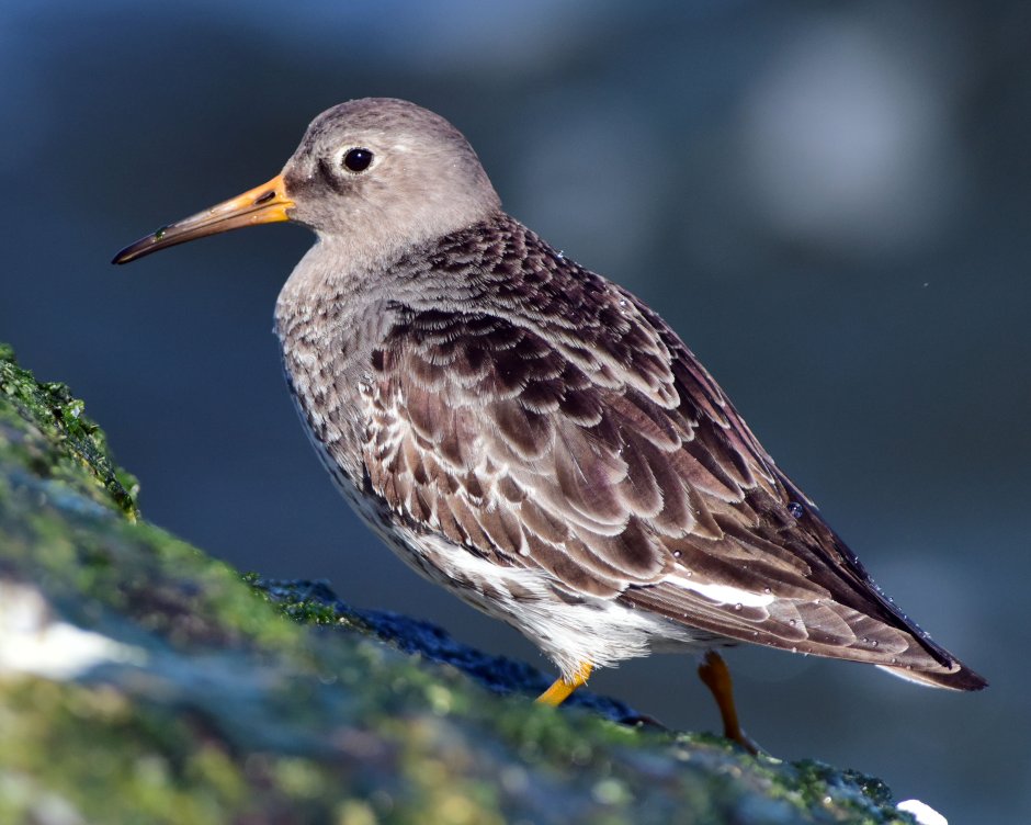 Чайка серая Рябая