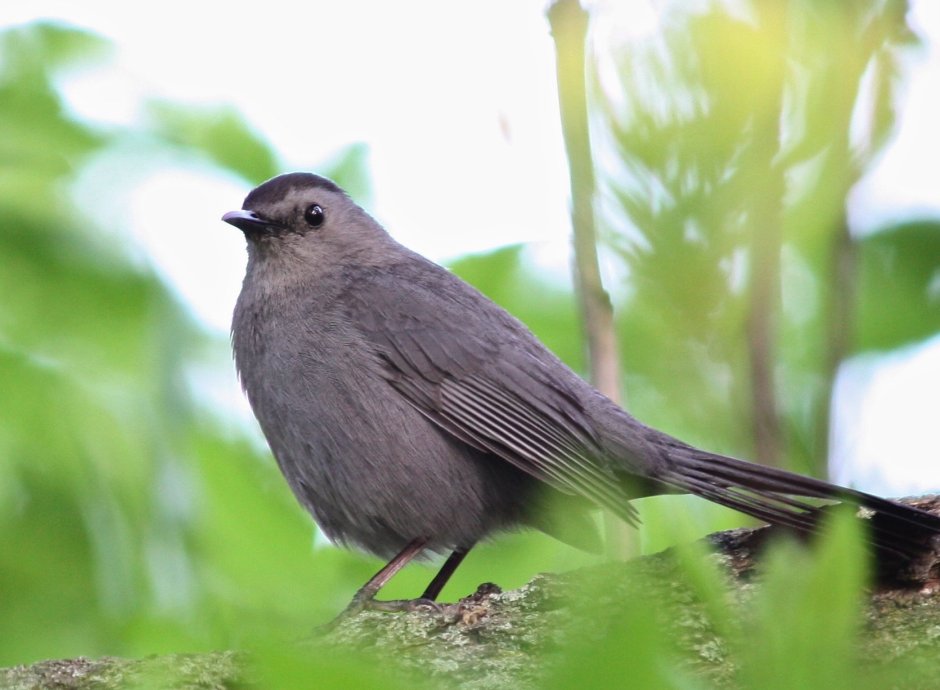 Gray Catbird птица
