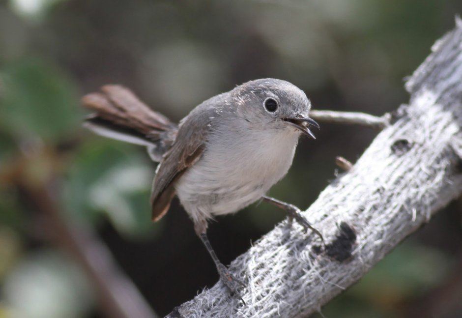 Маленькая серая птица