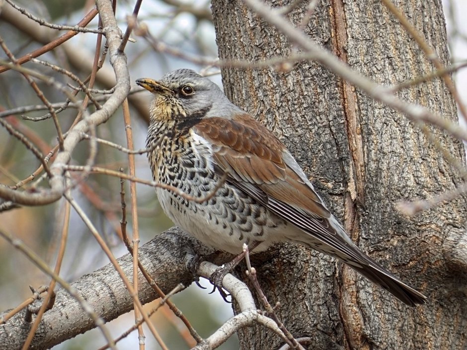 Дрозд деряба рябинник