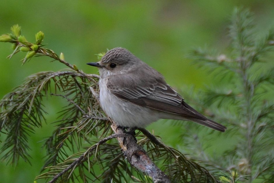 Мухоловка обыкновенная птица