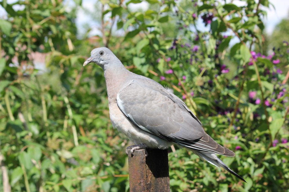 Вяхирь Горлица