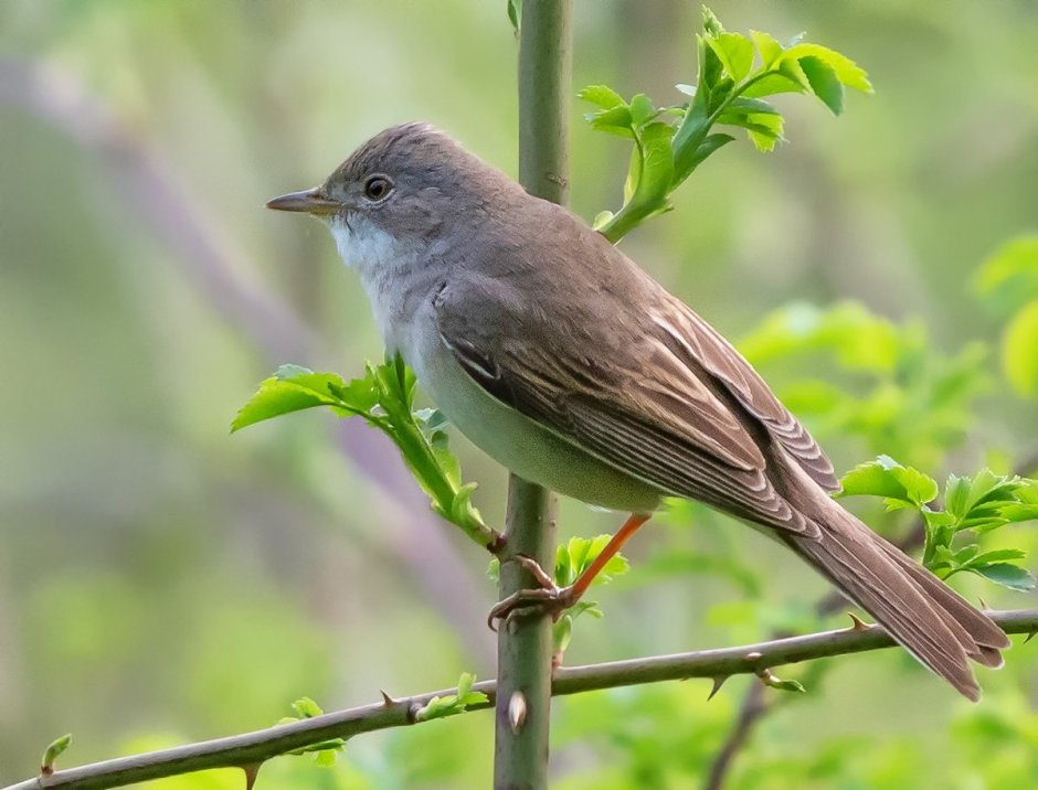 Серая Славка (Sylvia communis)
