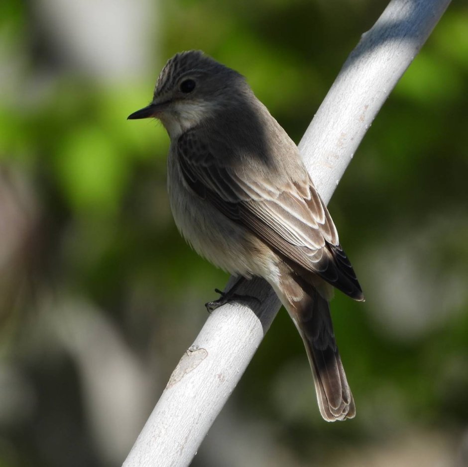 Серая мухоловка молодая