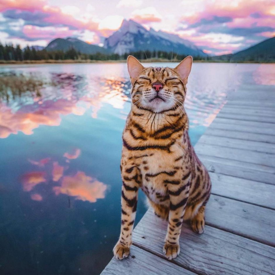 Кот релаксирует