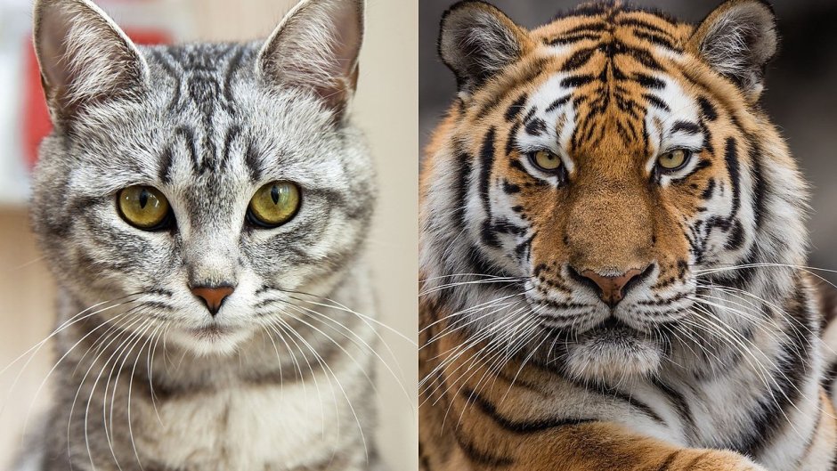 Тигр и кошка