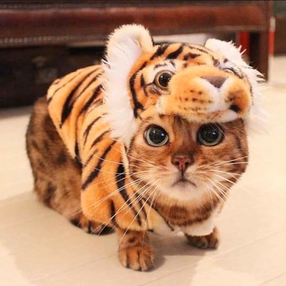 Котята похожие на тигрят