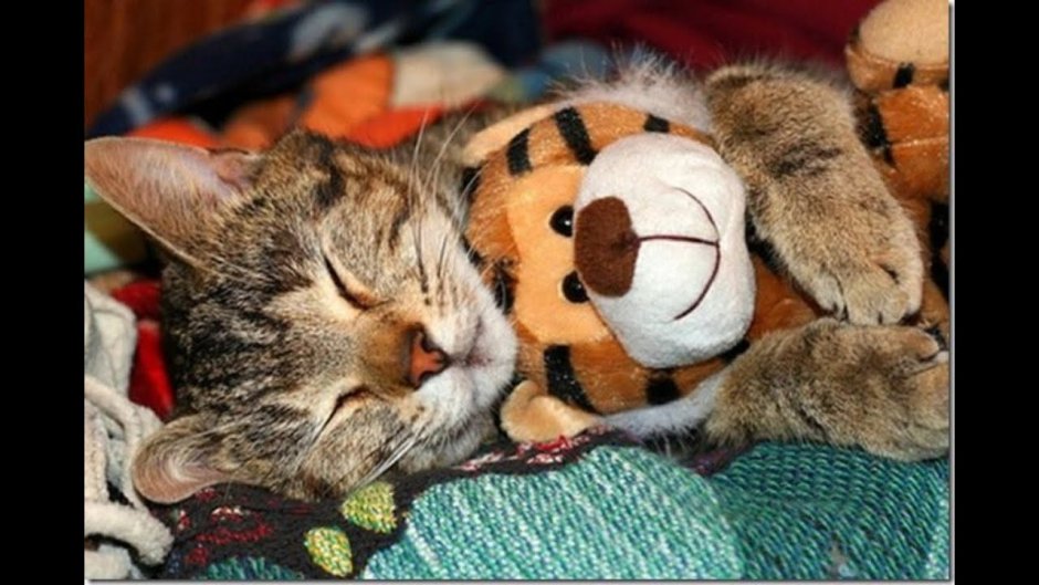 Кот с окраской тигра
