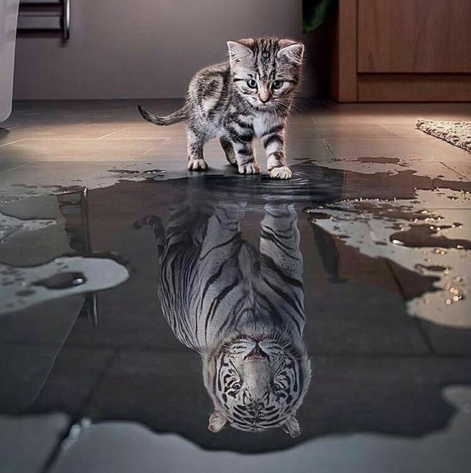 Котёнок и отражение тигра