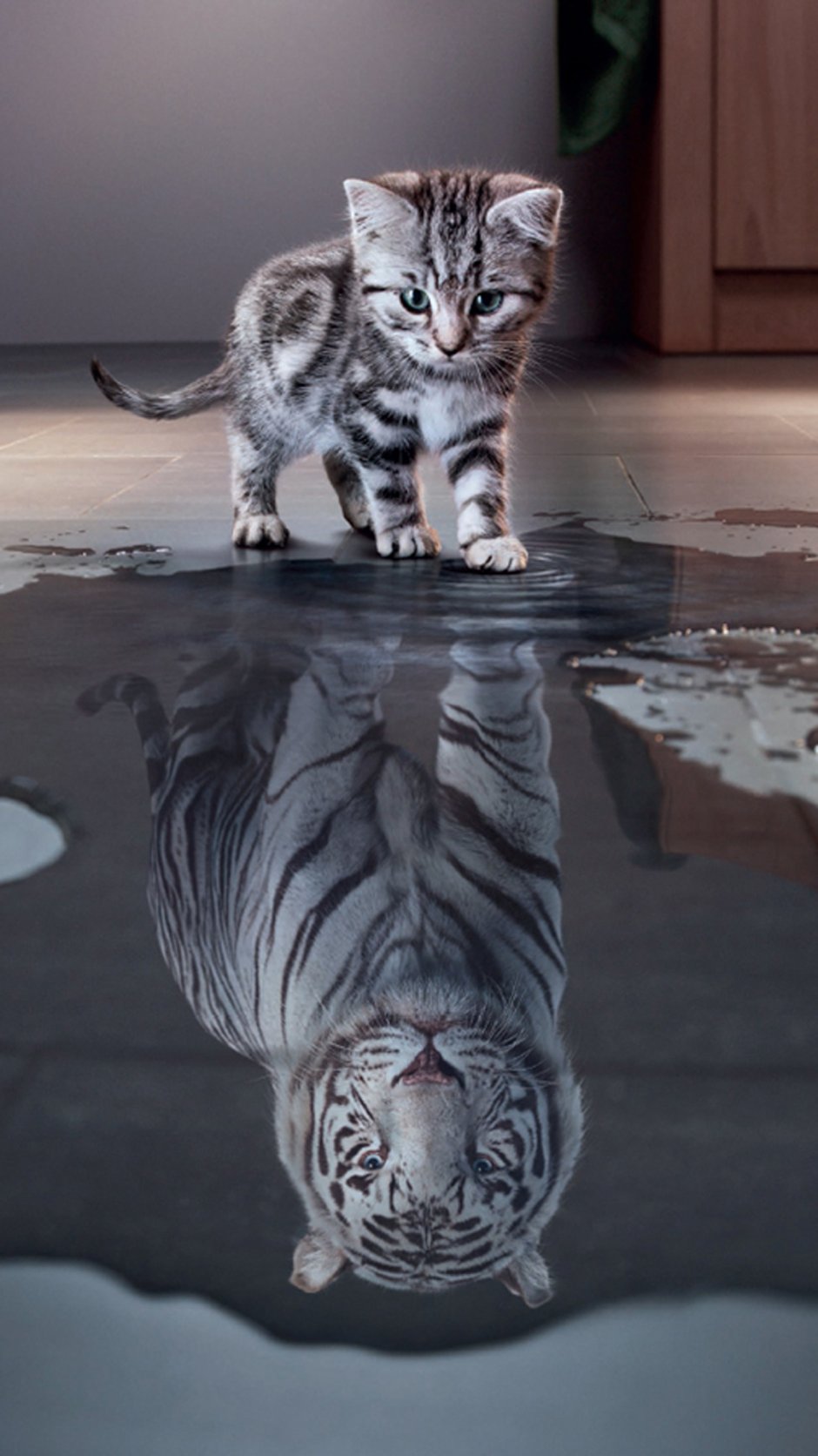 Котёнок и отражение тигра