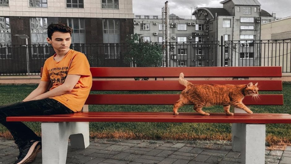 Отражение кота в луже
