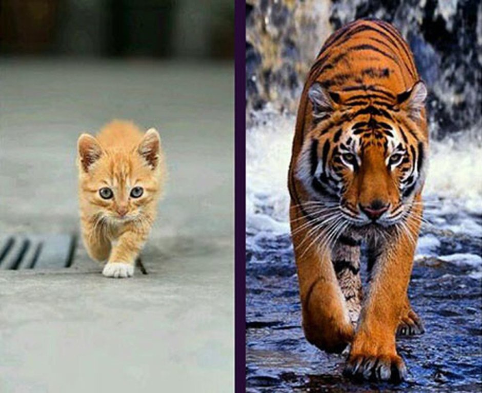 Котенок тигр