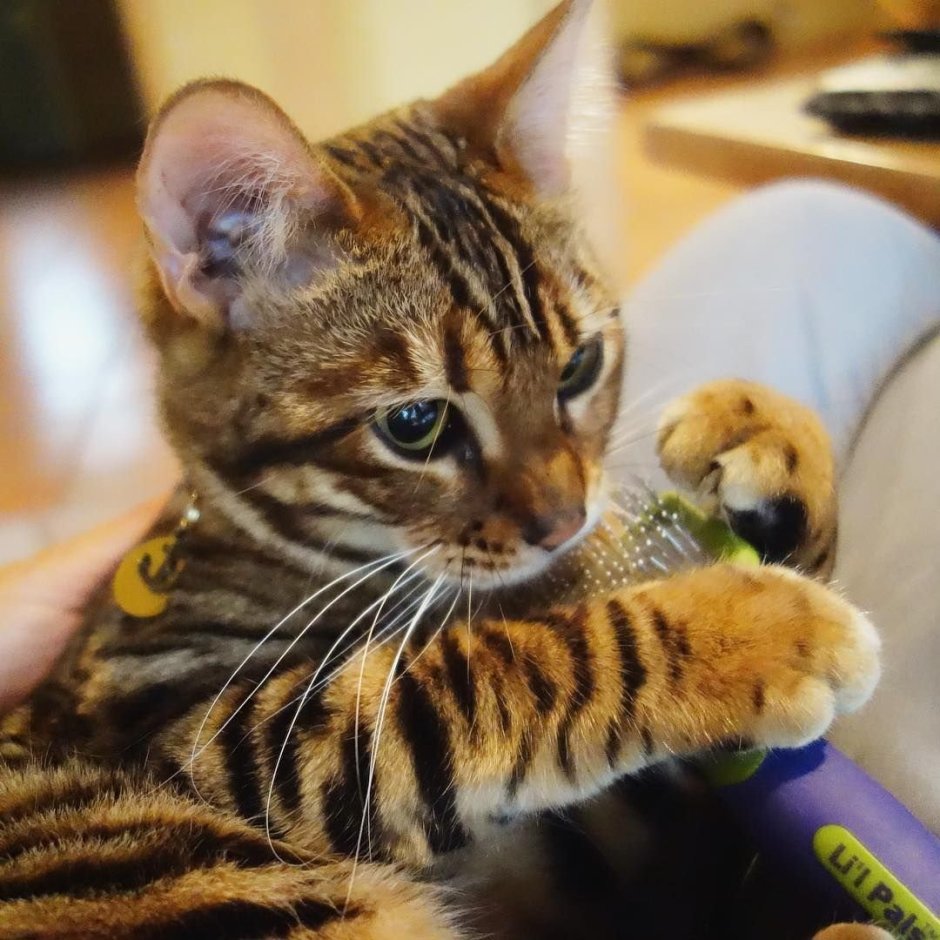 Игрушка кот