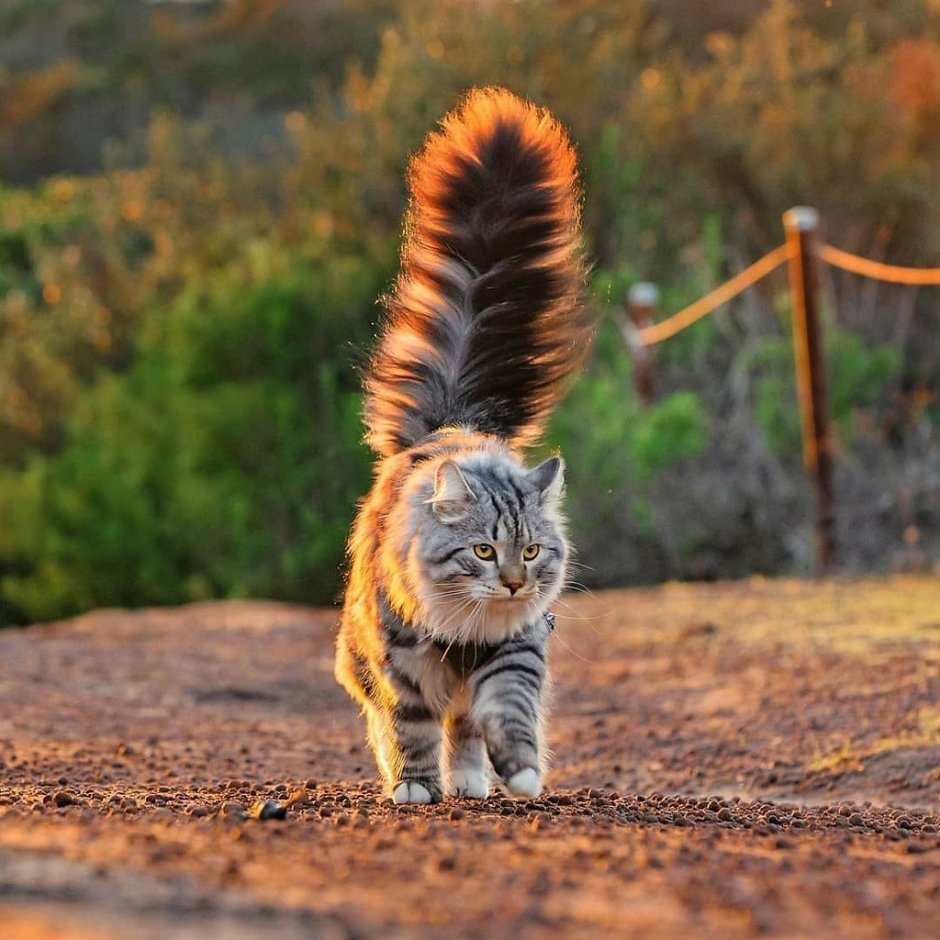 Брайан Мапс с котом