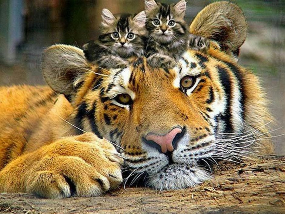 Котенок тигр