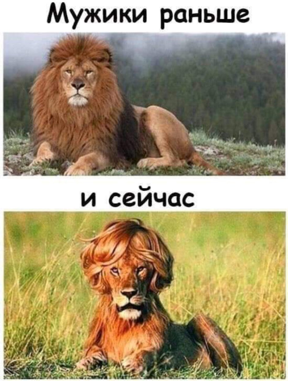 Знак зодиака Лев приколы