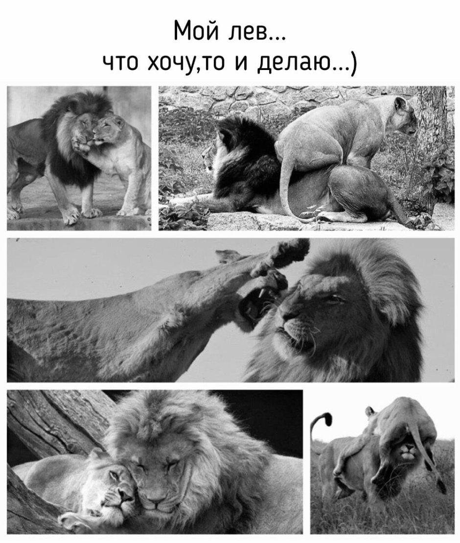 Милые львы