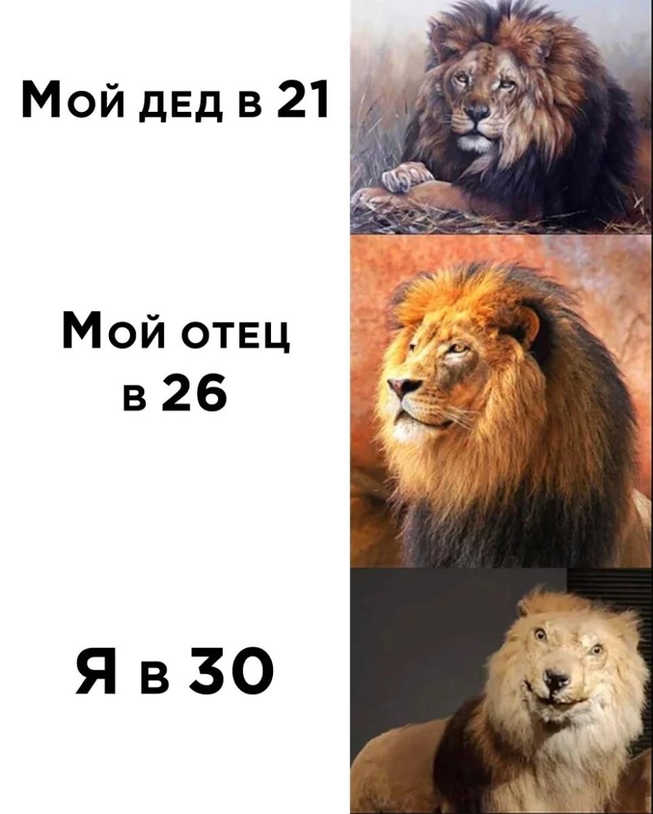 Лев и львица