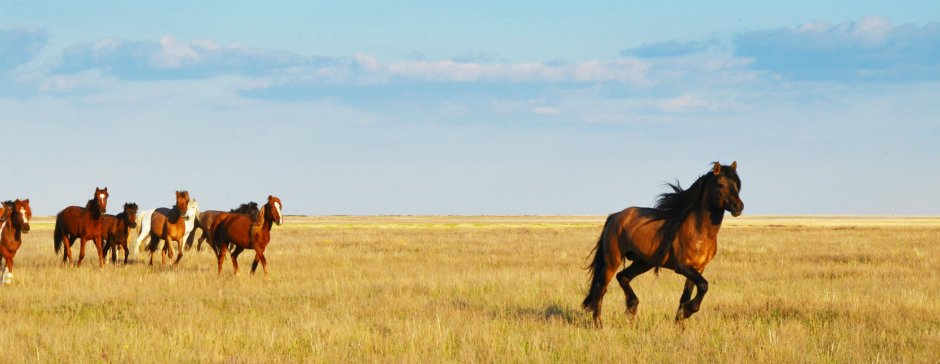 Табунная степь Ангабаев