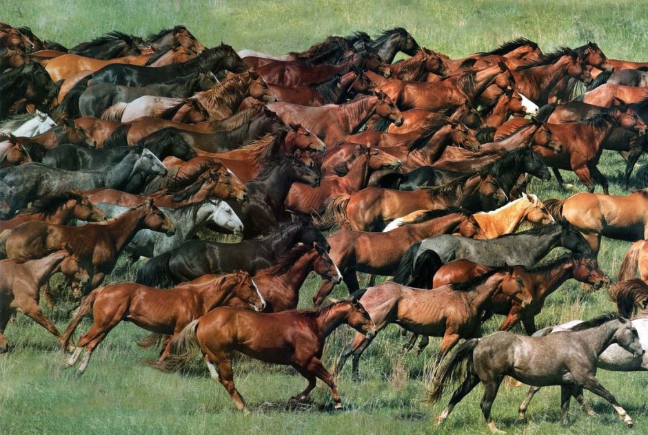 Лошадь впереди