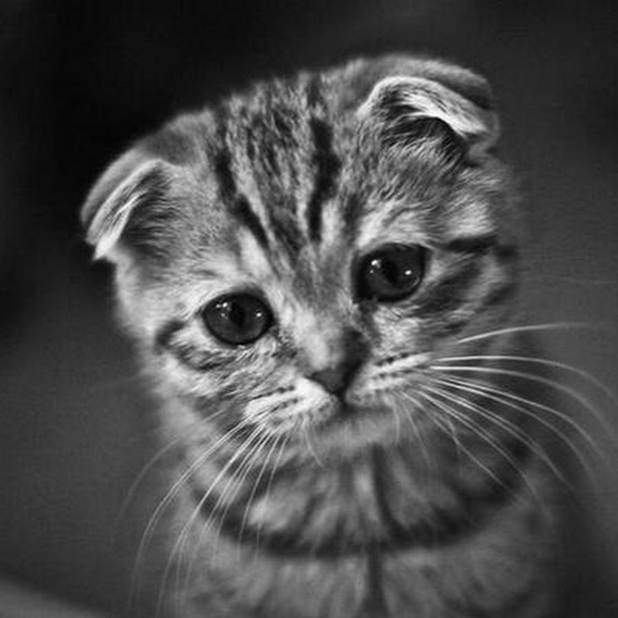 Грустный кот