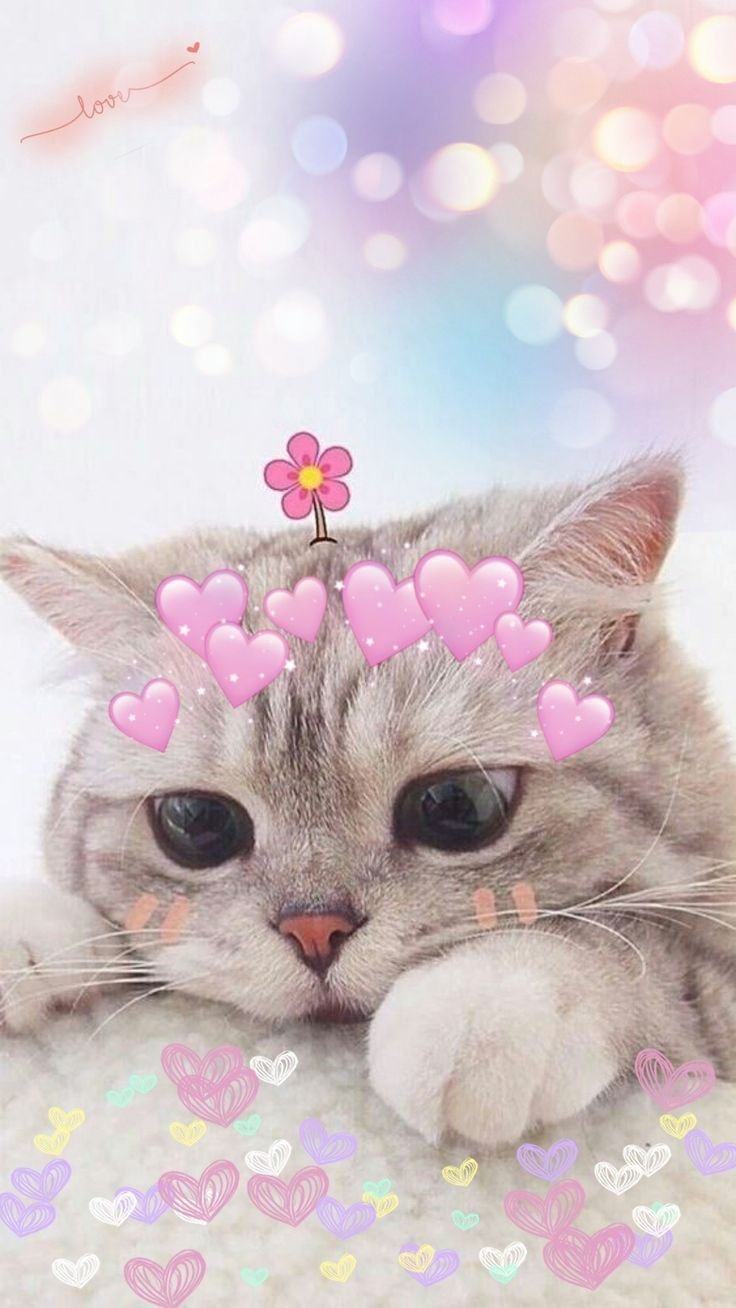 Милые котики